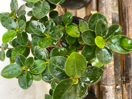 Close up of a green plant in a pot with water drops.の写真素材