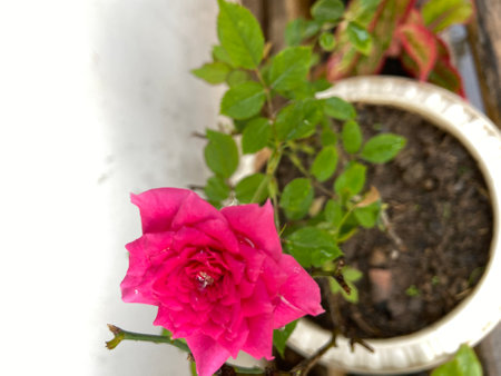 Pink rose in pot on white background, selective focus, copy spaceの写真素材