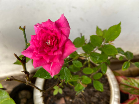 Pink rose in a pot on the background of green leaves in the gardenの写真素材