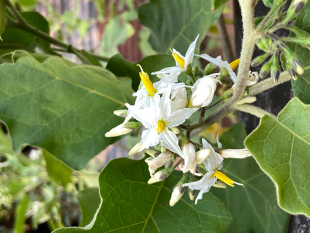 Eggplant flowersの写真素材