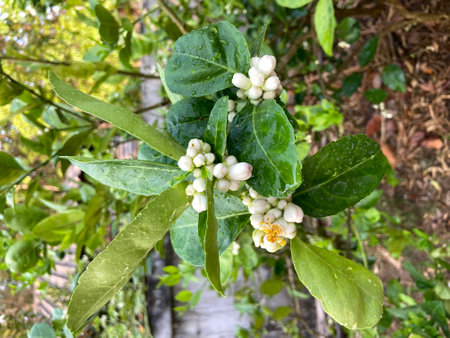 Lime blossom, Citrus unshiuensis Linn.の写真素材