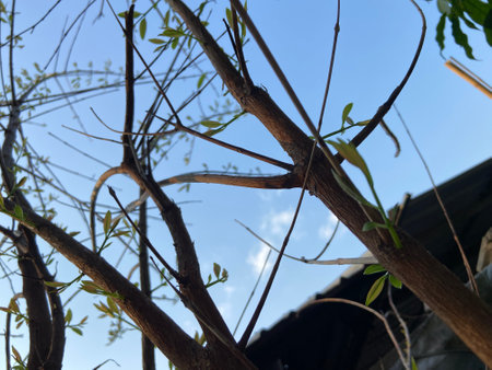 Close up of tree branches with blue sky and white clouds background.の写真素材