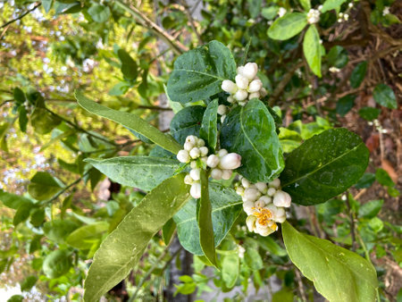 Lemon tree blossom with green leaves and honey bee on itの写真素材