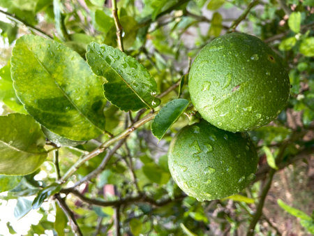 Lime fruit on the tree with water droplets on it.の写真素材