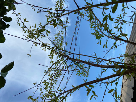 Tree branches against the blue sky and white clouds. Nature background.の写真素材