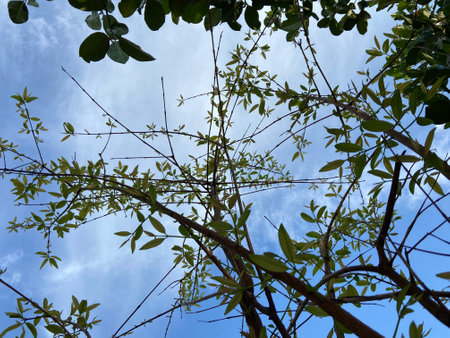 Branches of tree with blue sky and white clouds in the backgroundの写真素材