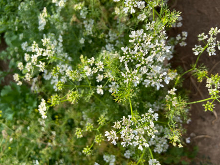 White flowers of coriander on a background of green grass.の写真素材
