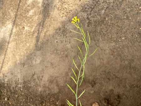 Little yellow flower on ground with sunlight and shadow.の写真素材