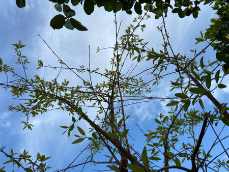 Tree branches and leaves against the blue sky with white clouds, natural backgroundの写真素材
