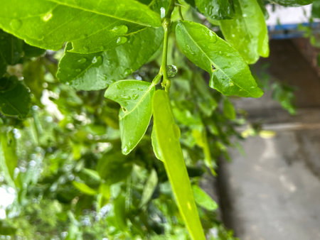 Lemon tree with water droplets on its leaves in the gardenの写真素材