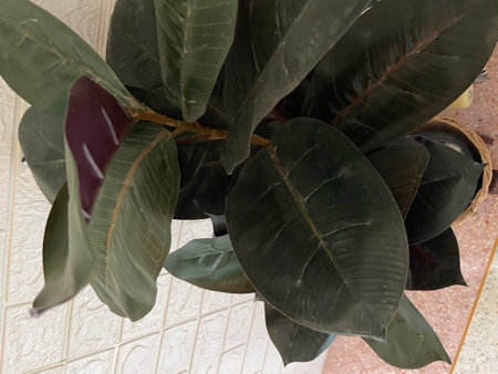 Ficus elastica or rubber plant in a pot, Thailand.の写真素材
