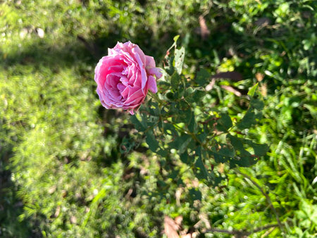 pink rose on a background of green grass in the summer gardenの写真素材