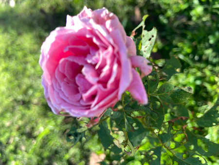 Pink rose in the garden on a sunny day. Shallow depth of fieldの写真素材