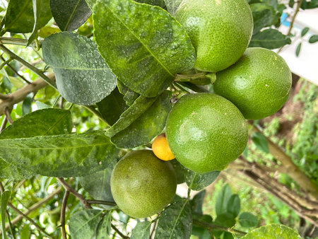 Green limes growing on a tree in a garden, stock photoの写真素材