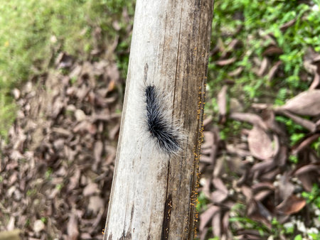 Caterpillar on the tree in the forest,Thailand.の写真素材