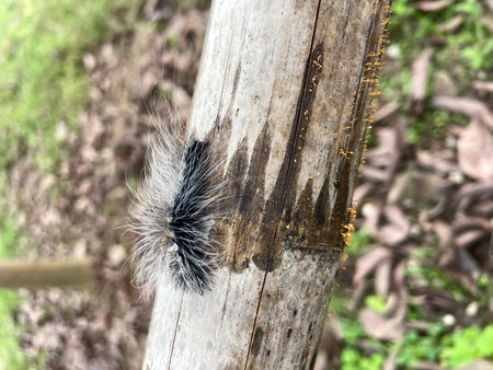 Caterpillar on a tree trunk in the forest, Thailand.の写真素材