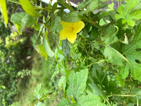 Bitter melon or bitter gourd plant with yellow flower in gardenの写真素材