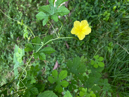 Bitter melon flower in the garden. (Momordica charantia)の写真素材