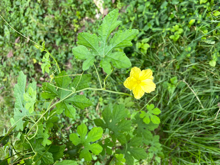 Yellow flower of bitter gourd or bitter melon in gardenの写真素材