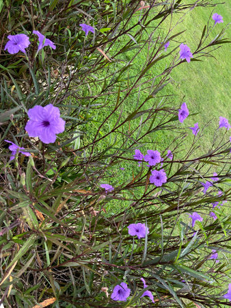 Purple flowers in the garden, Thailand. (Ruellia tuberosa)の写真素材