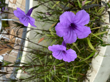 Purple flowers of Ruellia tuberosa in the garden.の写真素材