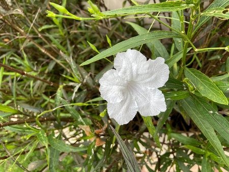 Petrea volubilis)の写真素材