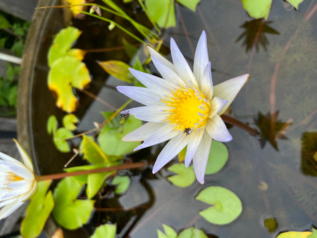 Beautiful lotus flower in the pond. (Nymphaeaceae)の写真素材