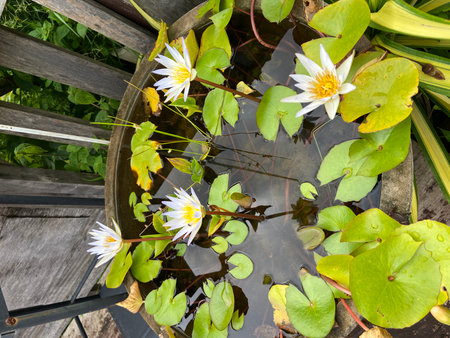 White lotus flower in a small pond with green leaves in the gardenの写真素材