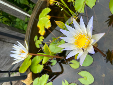 Lotus flower blooming in the pond with green leaf background.の写真素材