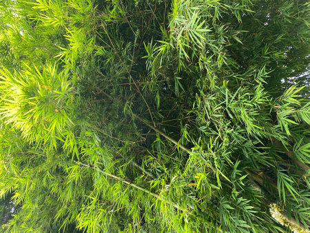 Bamboo forest background. Green bamboo leaves. Bamboo background.の写真素材