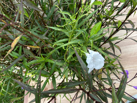 Close up of white flower in the garden with green leaves background.の写真素材