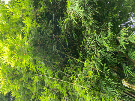 Bamboo tree in the garden with green leaves. Nature background.の写真素材