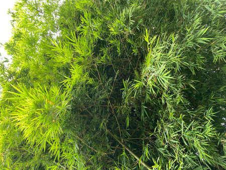 bamboo tree in the garden, close up of green bamboo leavesの写真素材