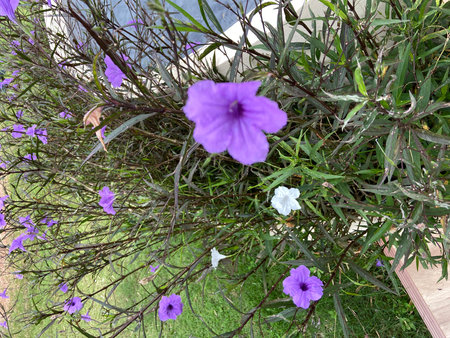 Purple flowers in the garden on the terrace of the houseの写真素材