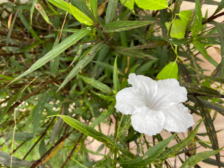 White flower with green leaves in the garden. (Scientific name)の写真素材