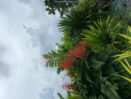 tropical plant in the garden with cloudy blue sky, stock photoの写真素材