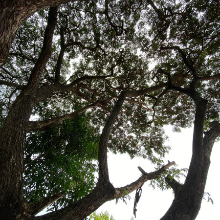 Low angle view of big tree in the forest with blue sky backgroundの写真素材