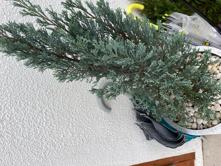 Green thuja branches in a pot on a white wall.の写真素材