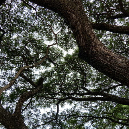 Looking up view of the canopy of a tree in the forest.の写真素材