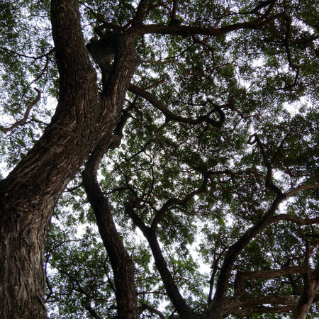 Looking up at the canopy of a large tree in the forest.の写真素材