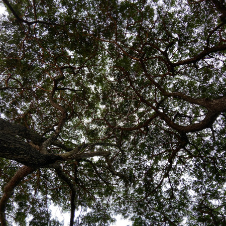 Looking up at the canopy of a big tree in the forest.の写真素材