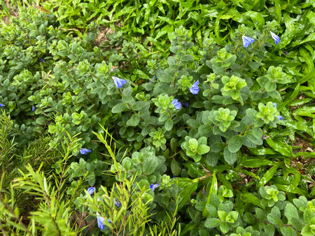 Green grass and blue flowers in the garden. Close-up.の写真素材