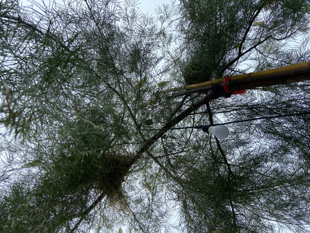 Close-up of the branches of a coniferous tree.