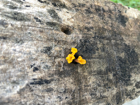 Mushrooms growing on old wood. Shallow depth of field.の写真素材