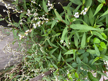 Green leaves and white flowers of Euonymus europaeusの写真素材
