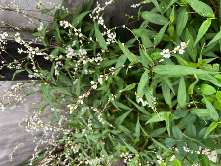 Small white flowers and green leaves on a stone wall in the gardenの写真素材