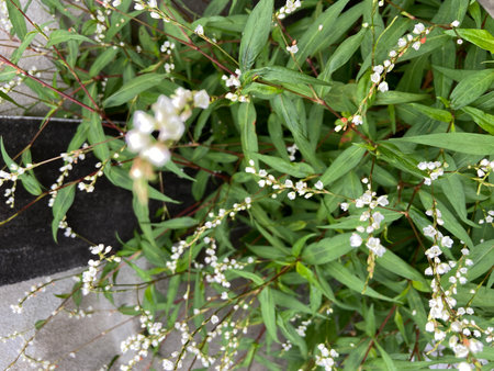 Flowering bush with white flowers and green leaves in the gardenの写真素材