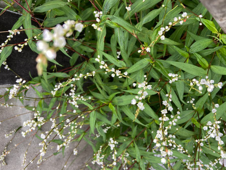 Small white flowers and green leaves on a concrete wall in the gardenの写真素材