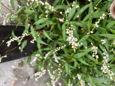 Close up of white flowers with green leaves in the garden background.の写真素材
