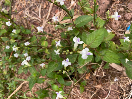 Flowers of Thunbergia semperflorensisの写真素材
